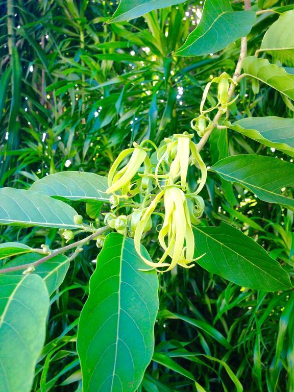 Hotel Ylang Ylang แซ็งต์-จีลส์-เลส์-แบ็งส์ ภายนอก รูปภาพ